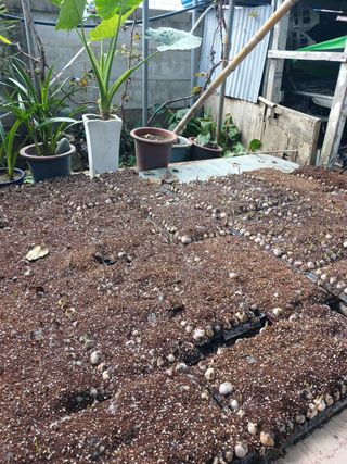 옥천서화농님의 자유주제 · 자유게시판 작성글 사진