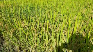 김지철님의 자유주제 · 자유게시판 작성글 사진