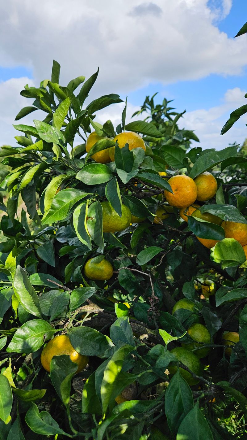 고강농원 강영자님의 장터 판매 상품 [고강농원 노지귤 5kg] 첨부 사진