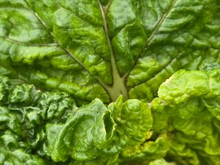 들꽃농장님의 자유주제 · 자유게시판 작성글 사진