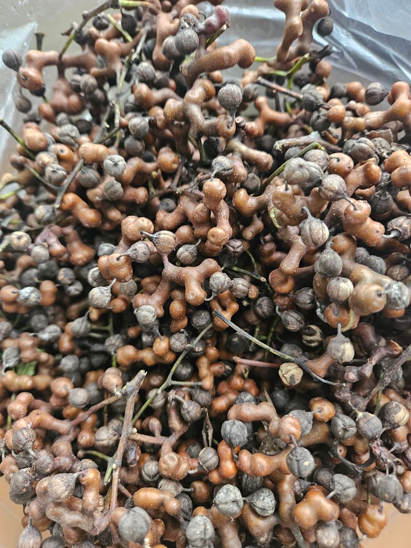 장터 상품 [헛개나무열매1키로] 썸네일