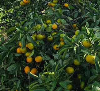 고강농원 강영자님의 작성글 사진