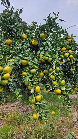 고강농원 강영자님의 작성글 사진