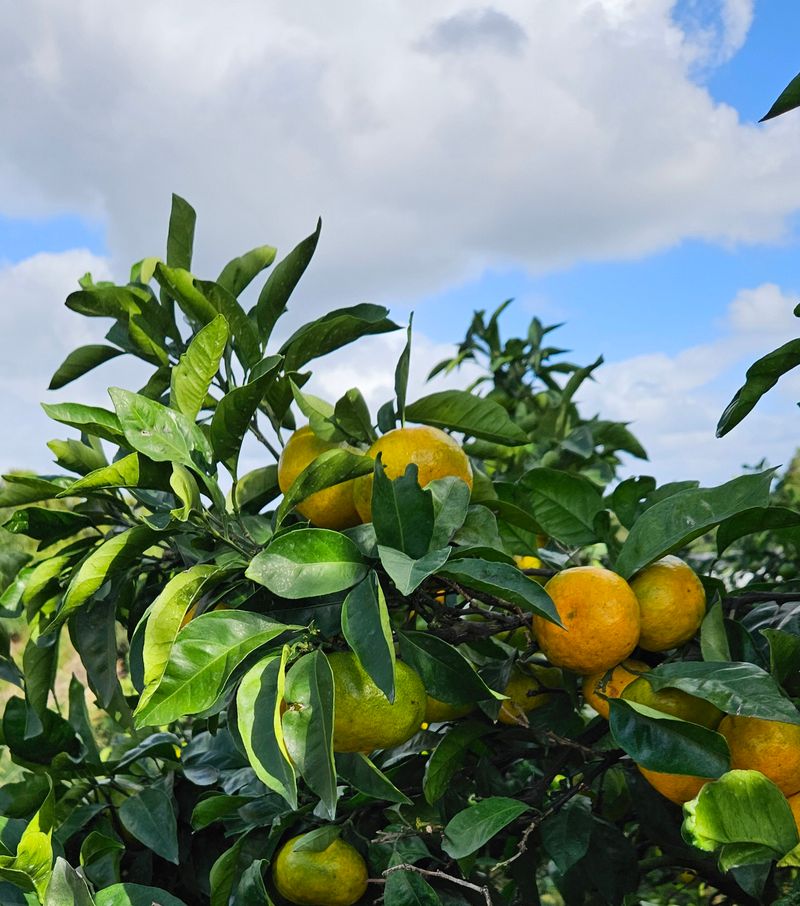 장터 상품 [고강농원 노지귤 5kg] 썸네일