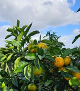 팜모닝 · 게시글 이미지