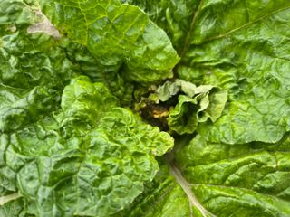 들꽃농장님의 자유주제 · 자유게시판 작성글 사진