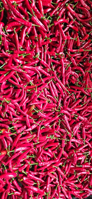 임 촌장.님의 자유주제 · 자유게시판 작성글 사진