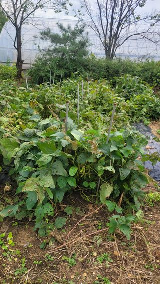 장석오님의 자유주제 · 자유게시판 작성글 사진