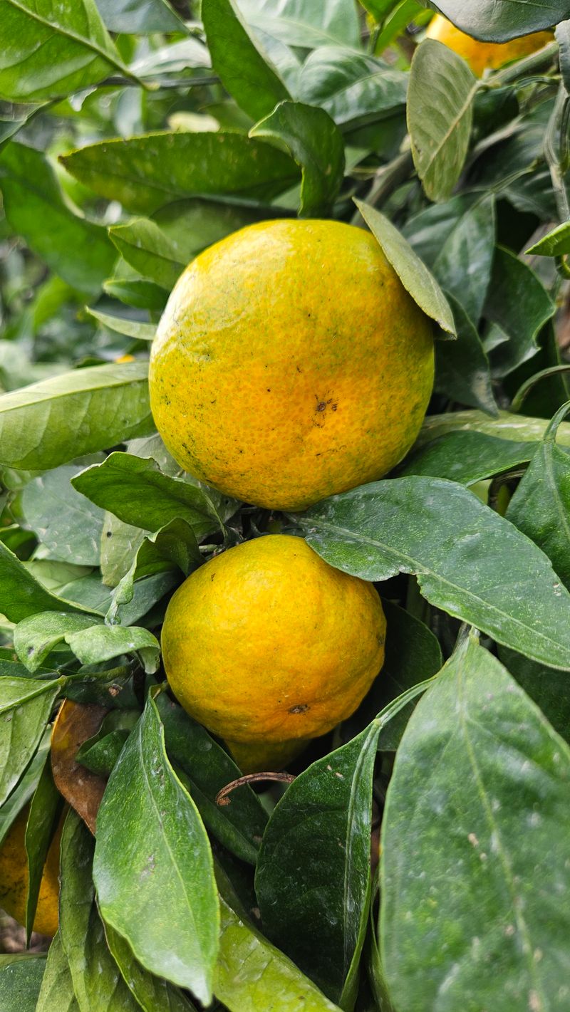 고강농원 강영자님의 장터 판매 상품 [고강농원 노지귤 5kg] 첨부 사진