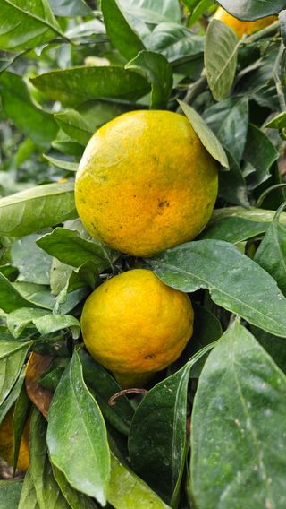 고강농원 강영자님의 작성글 사진