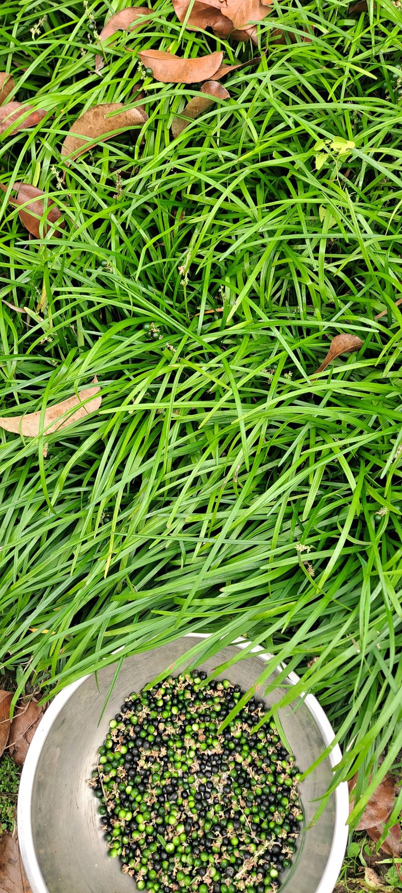 장터 상품 [맥문동씨] 썸네일