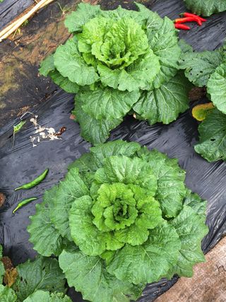 코알라님의 자유주제 · 자유게시판 작성글 사진