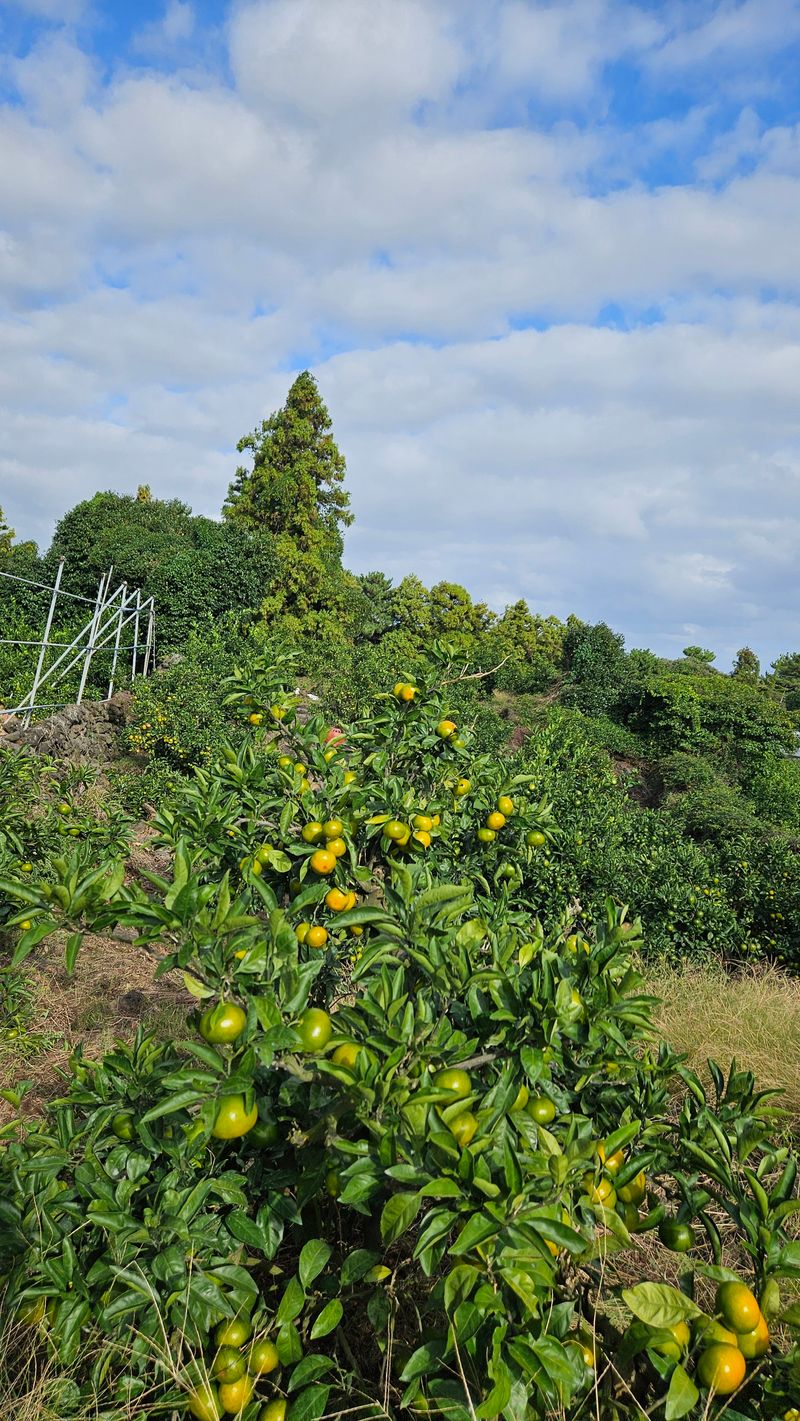 고강농원 강영자님의 장터 판매 상품 [고강농원 노지귤 5kg] 첨부 사진
