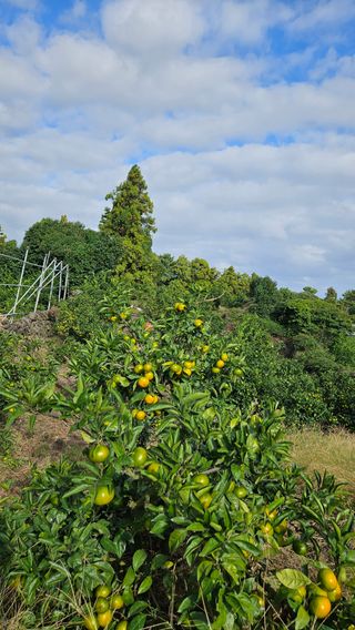 고강농원 강영자님의 작성글 사진