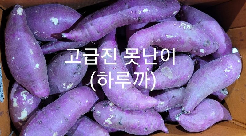 사랑꽃농장님의 장터 판매 상품 [  햇 속 노란 꿀 고구마 판매10kg35.000] 첨부 사진