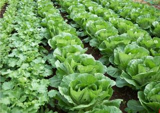 대산농사대장님의 배추 · 일상 작성글 사진