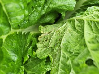 대구중구삼식할머니님의 자유주제 · 건의해요 작성글 사진