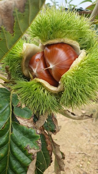 서울농원묘목님의 자유주제 · 자유게시판 작성글 사진