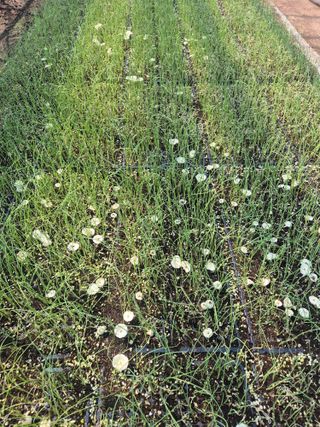 송광만님의 양파 · 자유게시판 작성글 사진