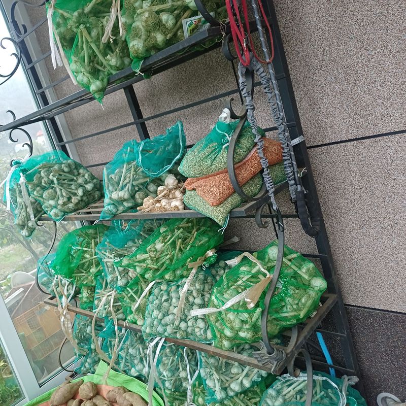 장터 상품 [홍산마늘 잔량 판매] 썸네일