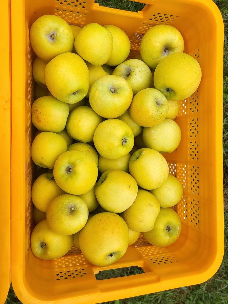 하늘아래사과나무님의 장터 판매 상품 [25년 황금사과 정품 가정용 시나노골드 ] 첨부 사진