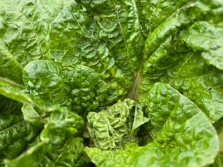 들꽃농장님의 자유주제 · 자유게시판 작성글 사진