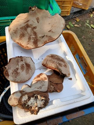 손경식드림농장님의 자유주제 · 건의해요 작성글 사진