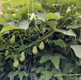 팜모닝 자유주제·자유게시판 게시글 이미지