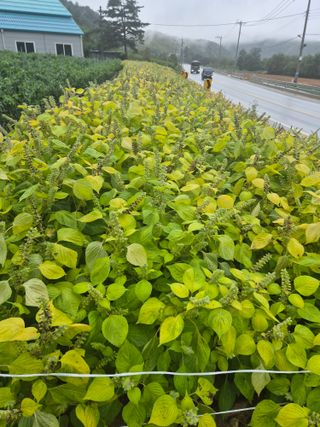 손동현님의 자유주제 · 자유게시판 작성글 사진