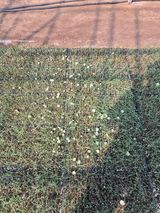 팜모닝 양파·자유게시판 게시글 이미지