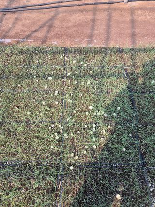 송광만님의 양파 · 자유게시판 작성글 사진