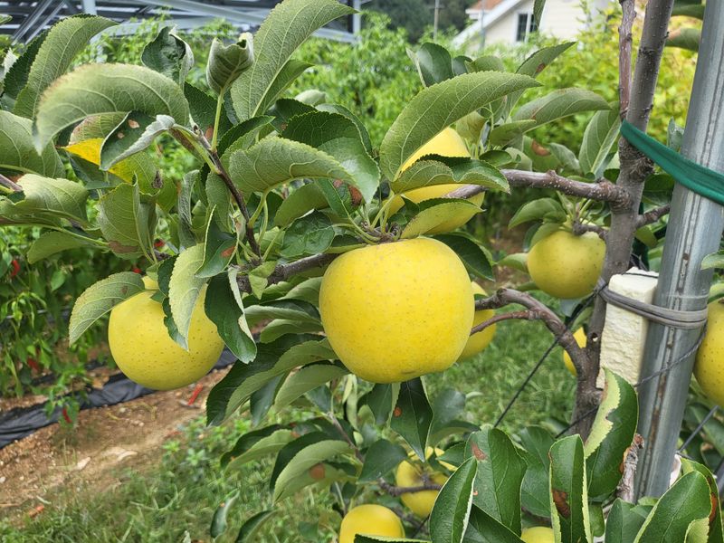 하늘아래사과나무님의 장터 판매 상품 [25년 황금사과 정품 가정용 시나노골드 ] 첨부 사진