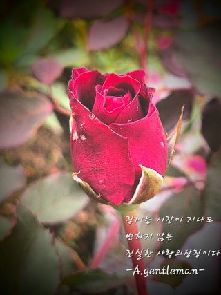 젠틀맨님의 자유주제 · 자유게시판 작성글 사진