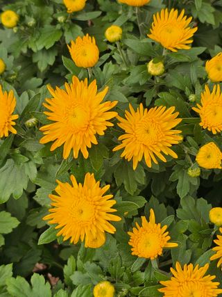 양철주님의 자유주제 · 자유게시판 작성글 사진