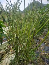 팜모닝 자유주제·자유게시판 게시글 이미지