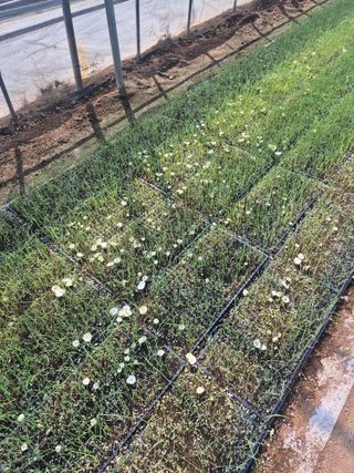 송광만님의 양파 · 자유게시판 작성글 사진