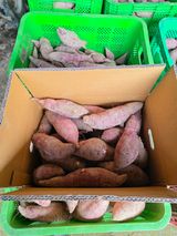 팜모닝 자유주제·자유게시판 게시글 이미지