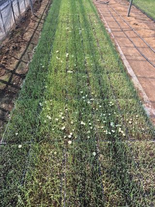 송광만님의 양파 · 자유게시판 작성글 사진