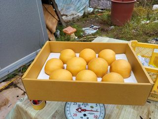 만석농원직판장화이팅님의 작성글 사진