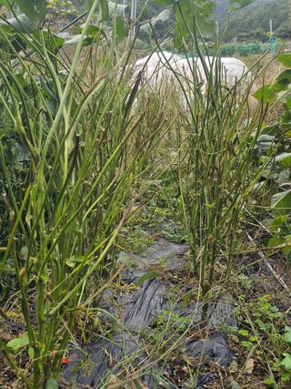 farmer님의 자유주제 · 자유게시판 작성글 사진