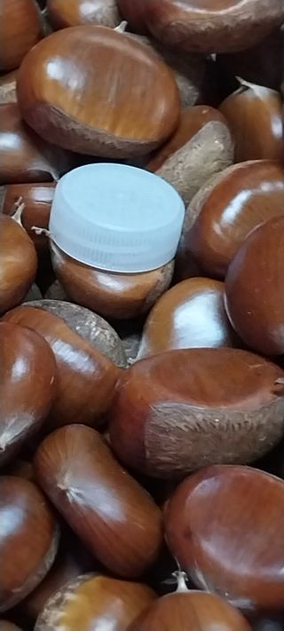 아로대추님의 작성글 사진