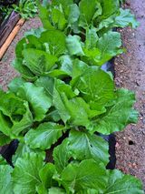 팜모닝 자유주제·자유게시판 게시글 이미지