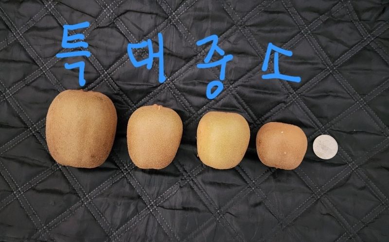 김혜영님의 장터 판매 상품 [벌교골드키위 5키로.10키로] 첨부 사진