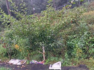 표고버섯18837님의 농사, 무엇이든 물어보세요! · 참여글 작성글 사진