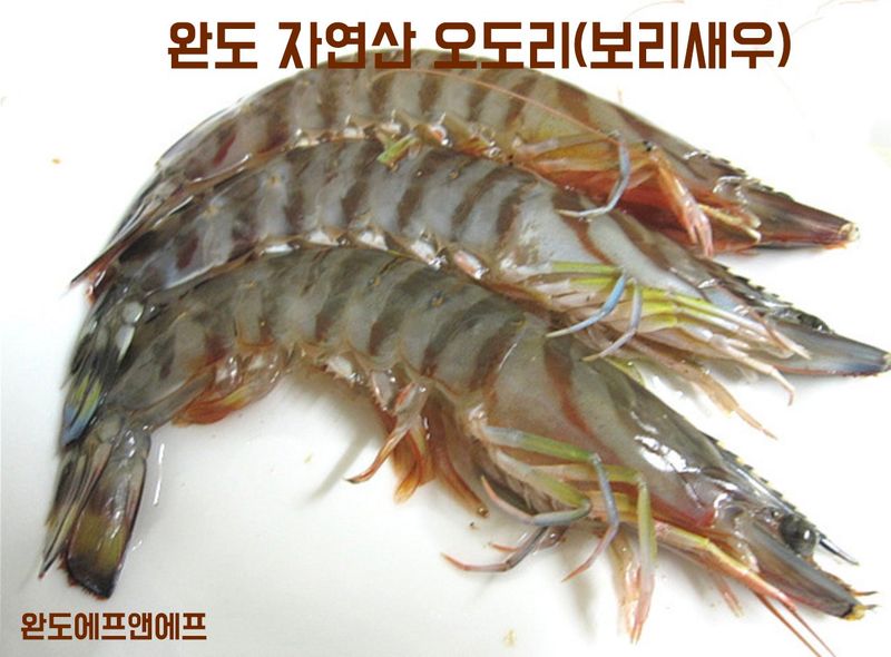 김진국님의 장터 판매 상품 [살아서 도착하는 당일조업 완도 활 보리새우 생 오도리 활새우 회 생새우 10마리] 첨부 사진