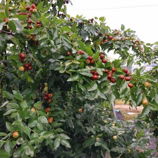 아로대추님의 작성글 사진