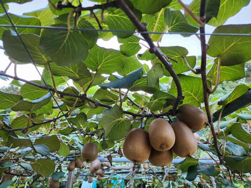 장터 상품 [벌교골드키위 5키로.10키로] 썸네일