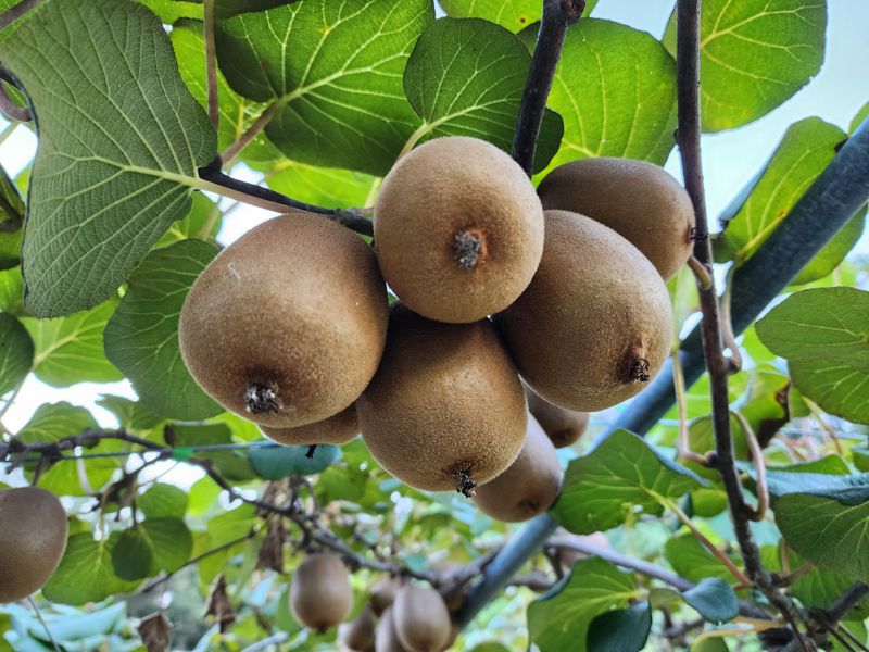 김혜영님의 장터 판매 상품 [벌교골드키위 5키로.10키로] 첨부 사진