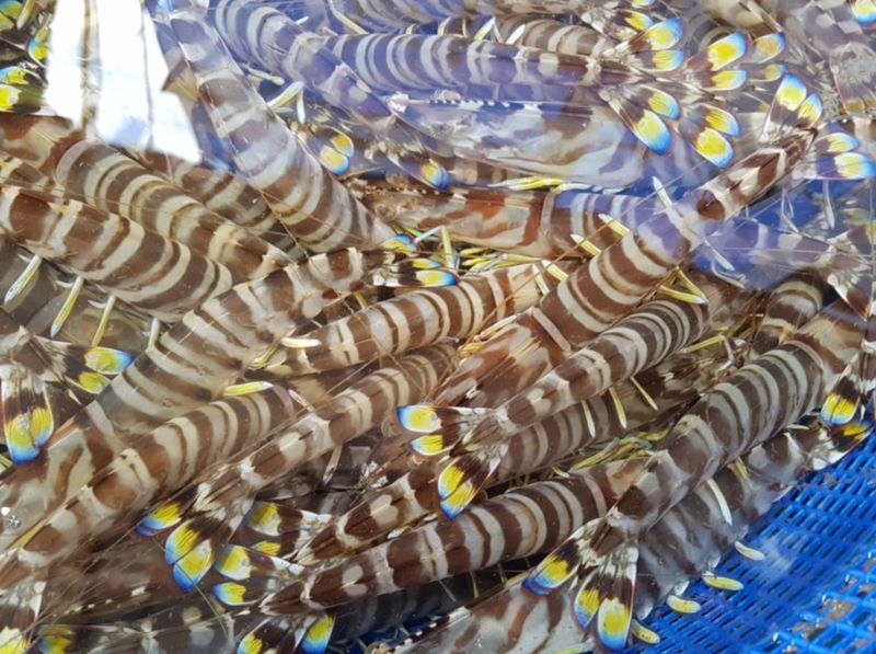 김진국님의 장터 판매 상품 [살아서 도착하는 당일조업 완도 활 보리새우 생 오도리 활새우 회 생새우 10마리] 첨부 사진