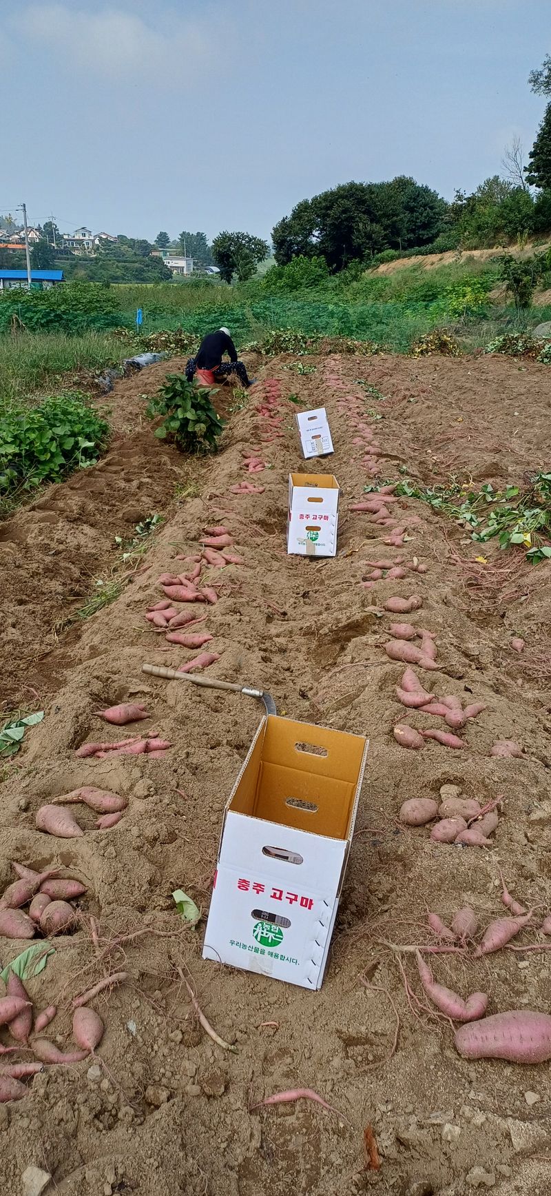 장터 상품 [끌고구마 11kg] 썸네일